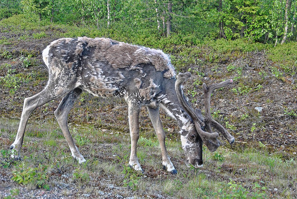 Skandinavien-2014-Aus-kl-015-DxO.jpg