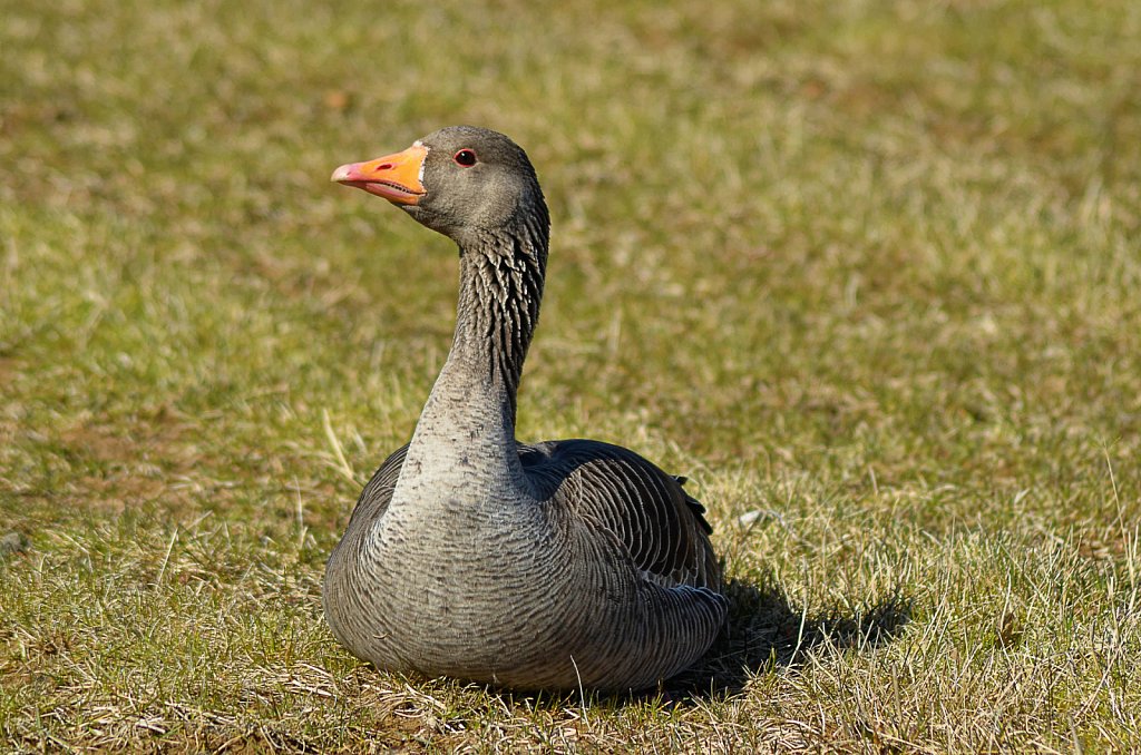 Irland-2012-256-DxO.jpg