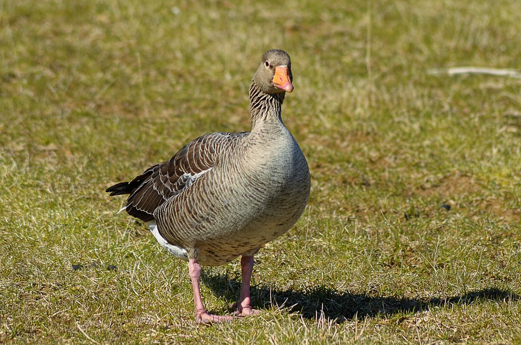 Irland-2012-257-DxO.jpg