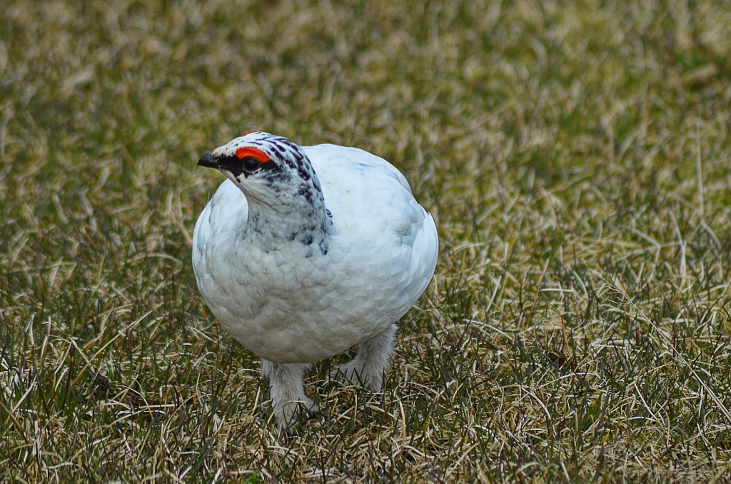 Irland-2012-544-DxO.jpg