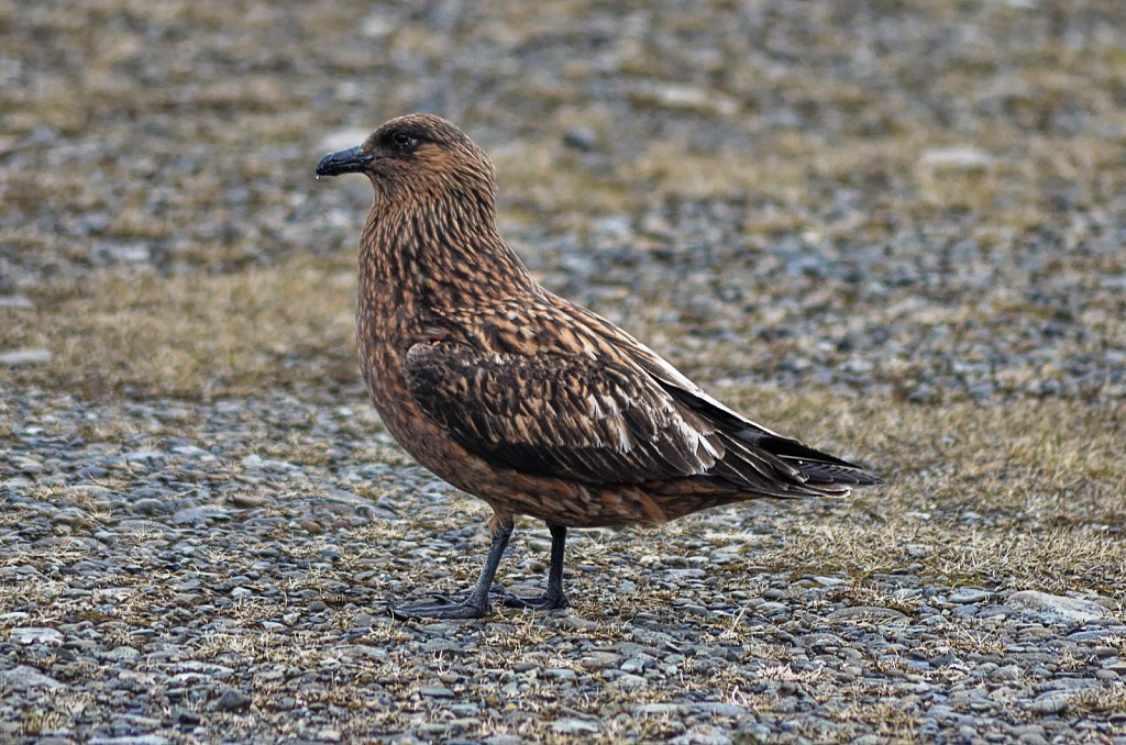 Irland-2012-555-DxO.jpg