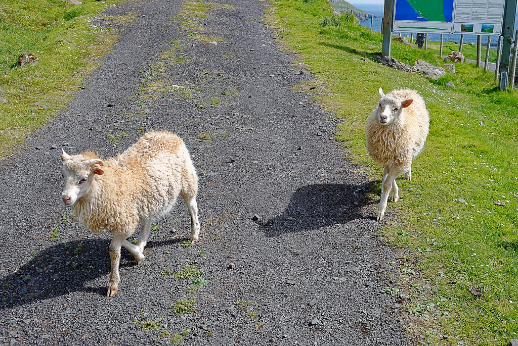 DSC-0225a-DxO.jpg