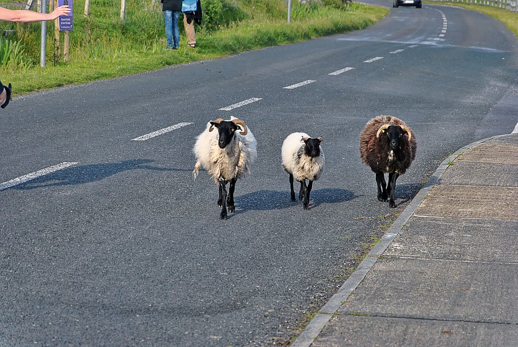 Irland-Auswahl-098-DxO.jpg